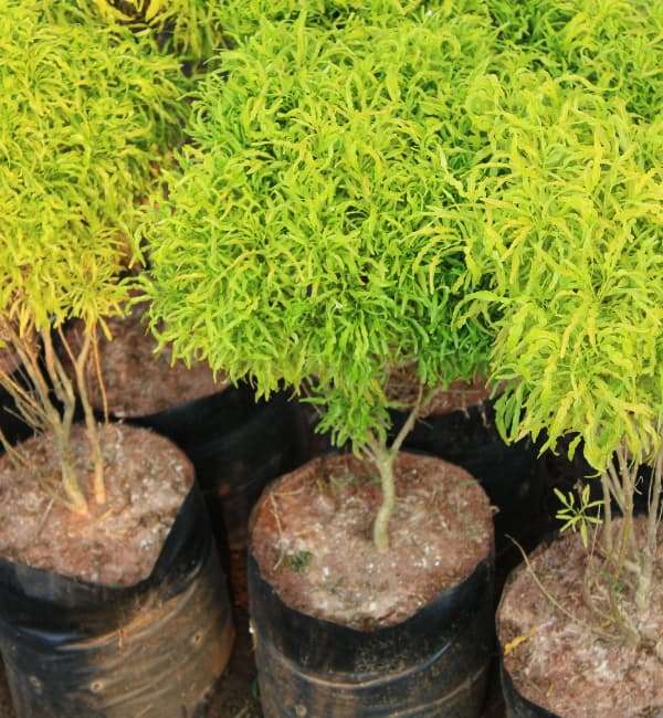 Polyscias Fruticosa